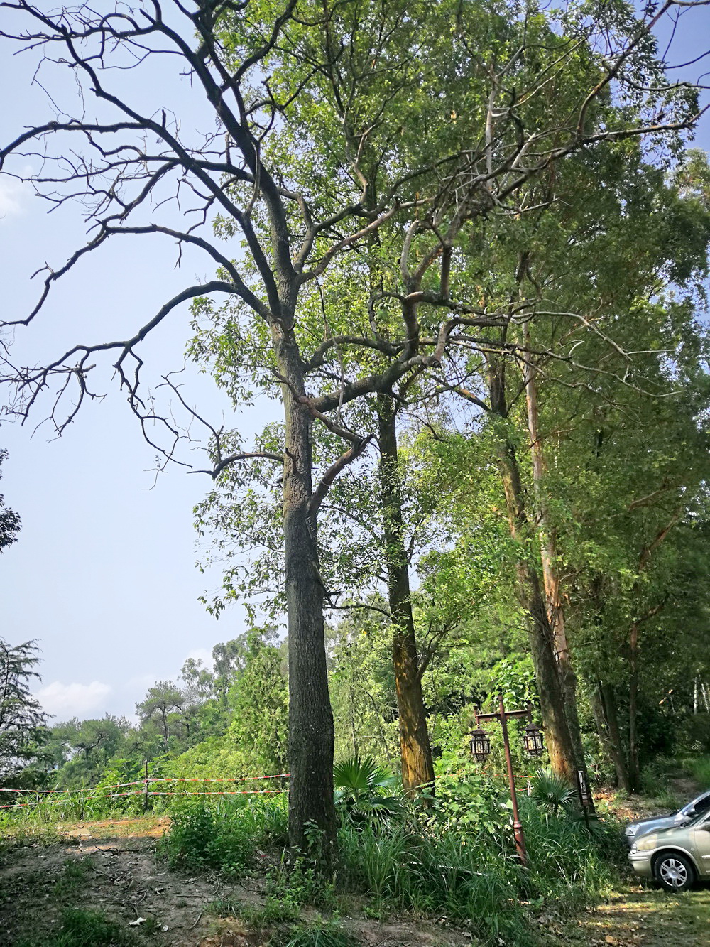 危险！这株枯树随时有倒下隐患。507 / 作者:平安大叔 / 帖子ID:268601