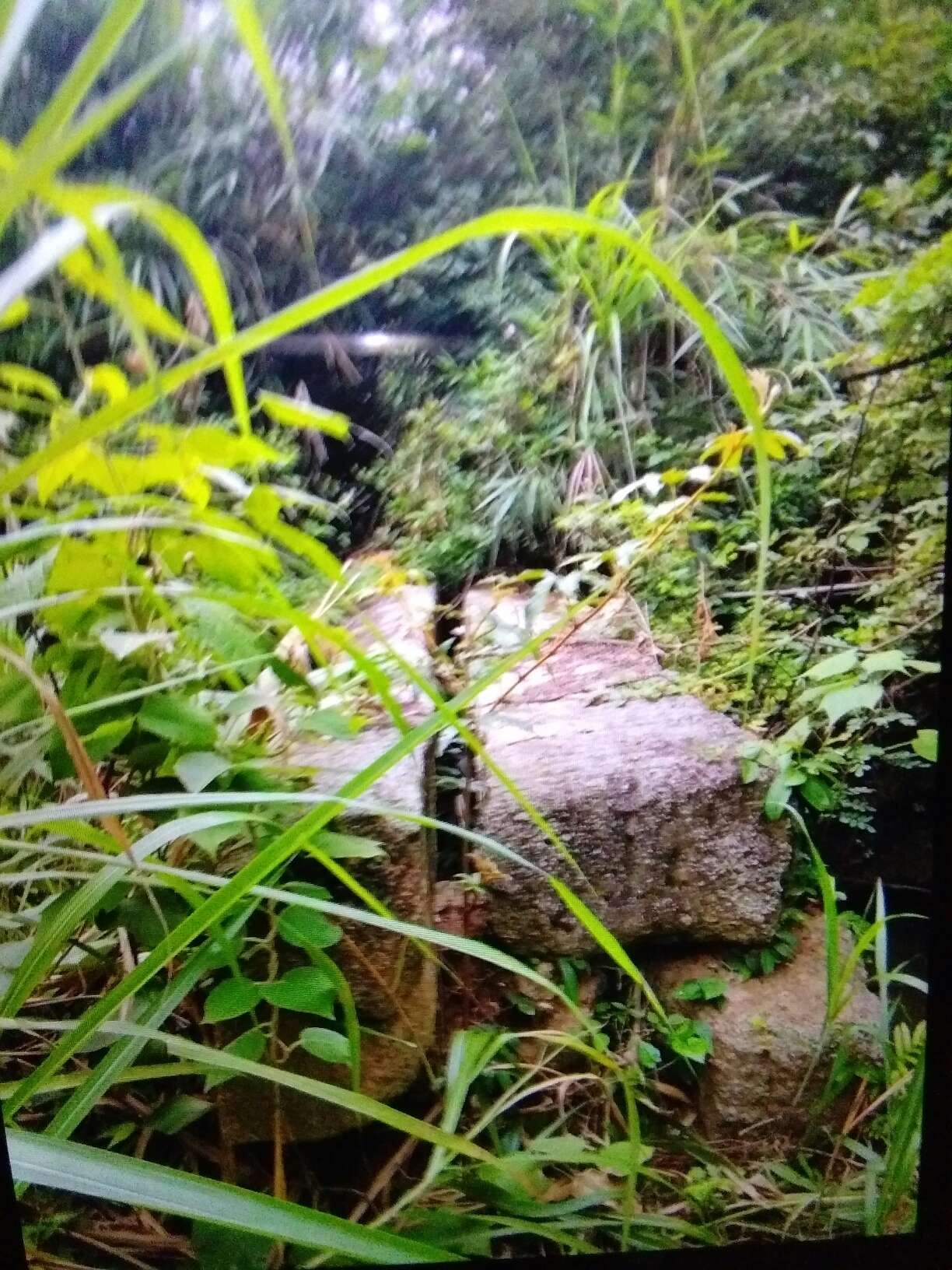 兰洞有座仙人桥440 / 作者:瑤人老李 / 帖子ID:268906
