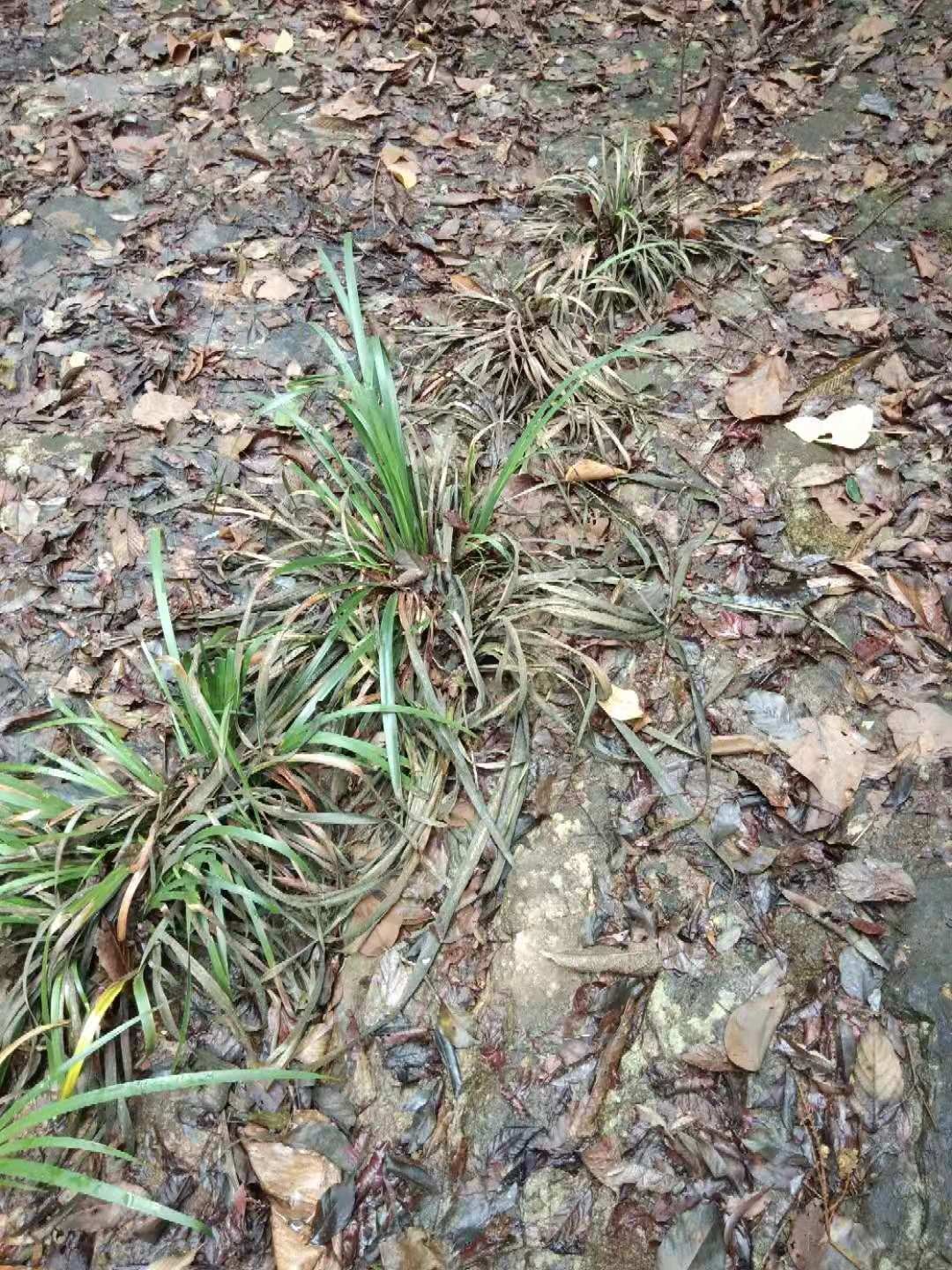 西岭镇朝川村水源林被无良开发商砍伐，种植杀人柑严重污染水源。导致怪病连连465 / 作者:往事一杯酒 / 帖子ID:269219