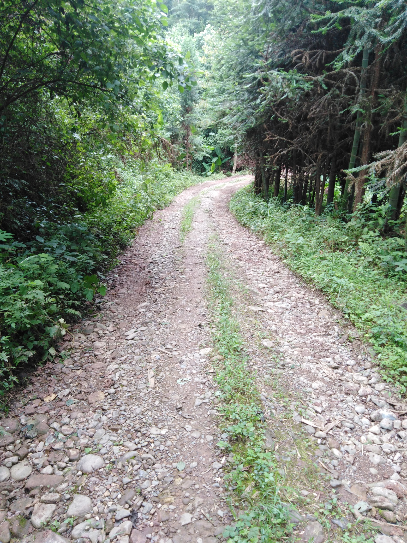 西岭东面村水泥硬化道路乱作为！200 / 作者:郑中林 / 帖子ID:269241