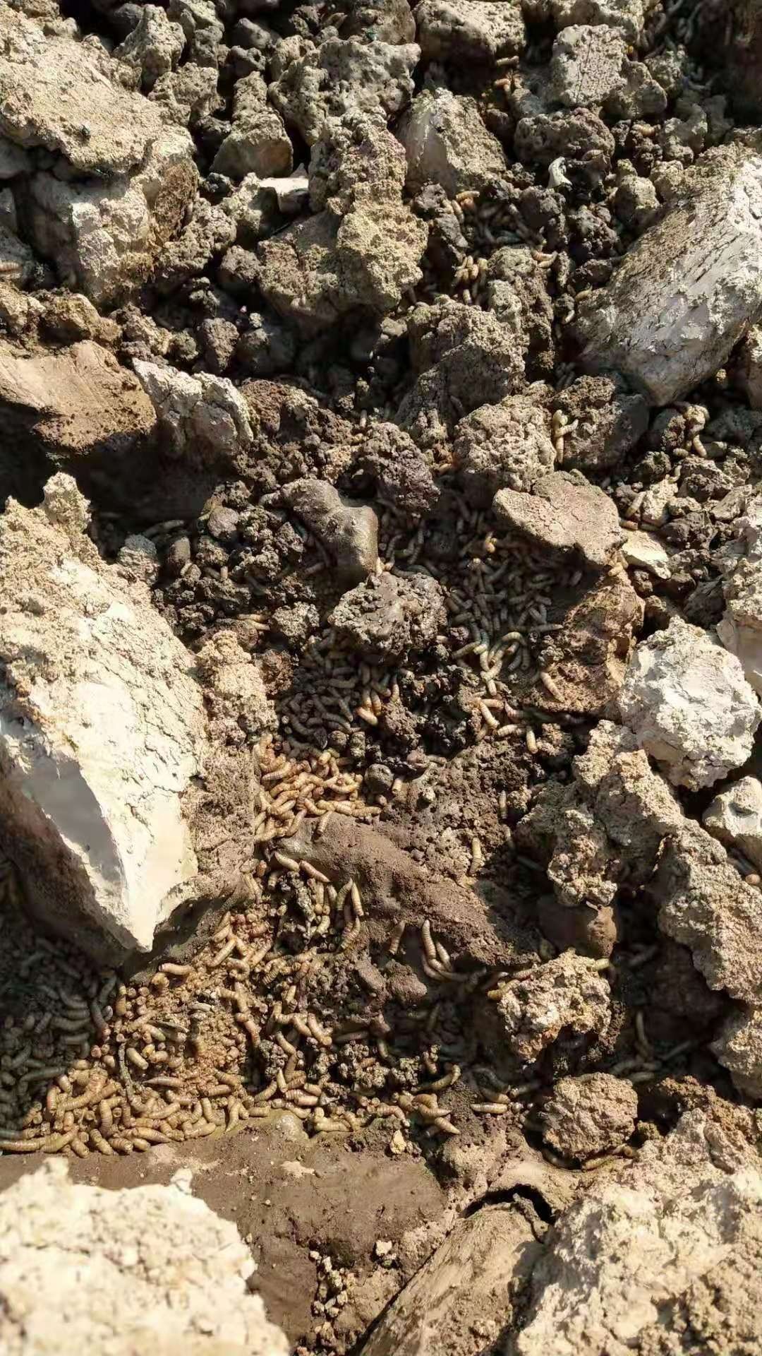 峻山水库这改的死鱼仔有人管呗？？？580 / 作者:forregistuse / 帖子ID:269373