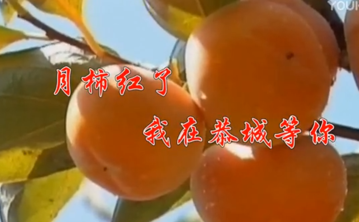 月柿红了我在恭城等你296 / 作者:盛唐 / 帖子ID:269630