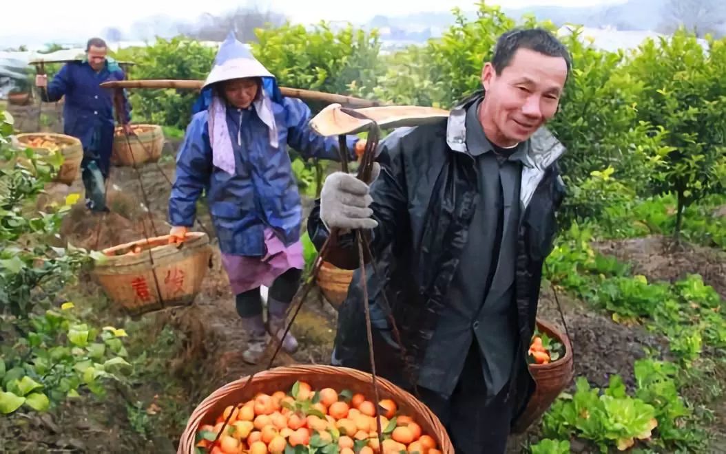 厉害了！桂林砂糖桔拍出11800元天价！再现致富神话？973 / 作者:你的名字我的心 / 帖子ID:269745