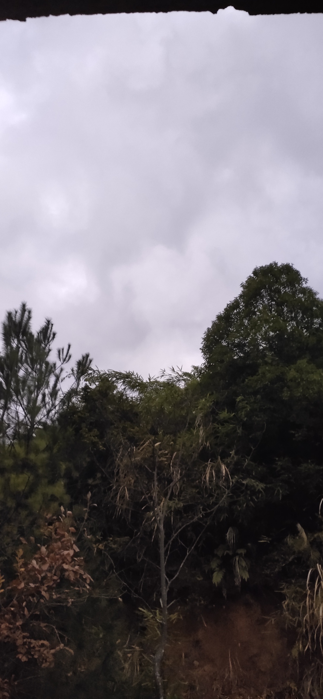 昨夜山风刮得猛烈484 / 作者:瑤人老李 / 帖子ID:269755