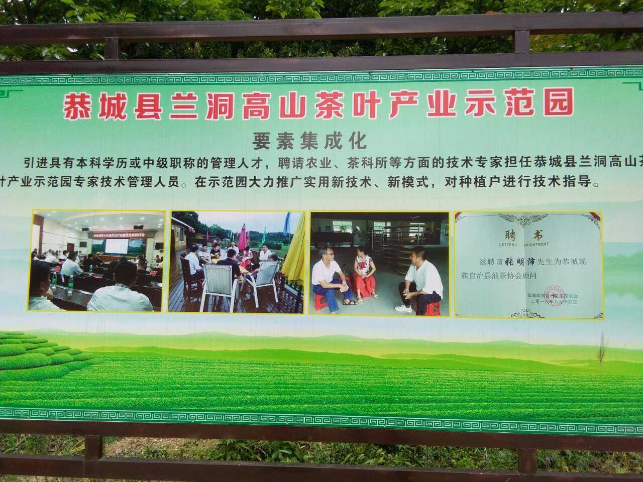 《原创》高山茶，瑶山开启另类经济增长模式949 / 作者:瑤人老李 / 帖子ID:269776