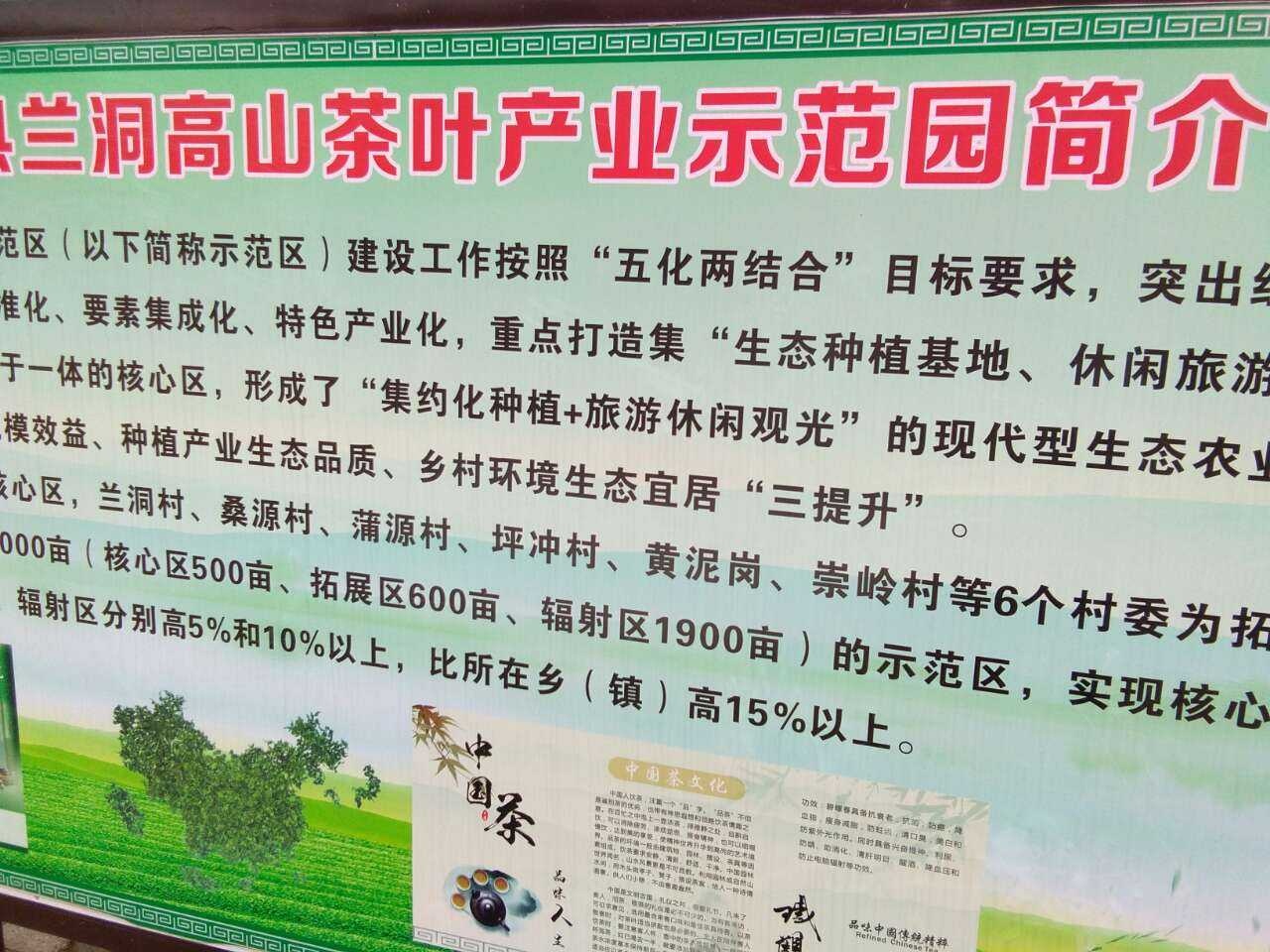 《原创》高山茶，瑶山开启另类经济增长模式440 / 作者:瑤人老李 / 帖子ID:269776