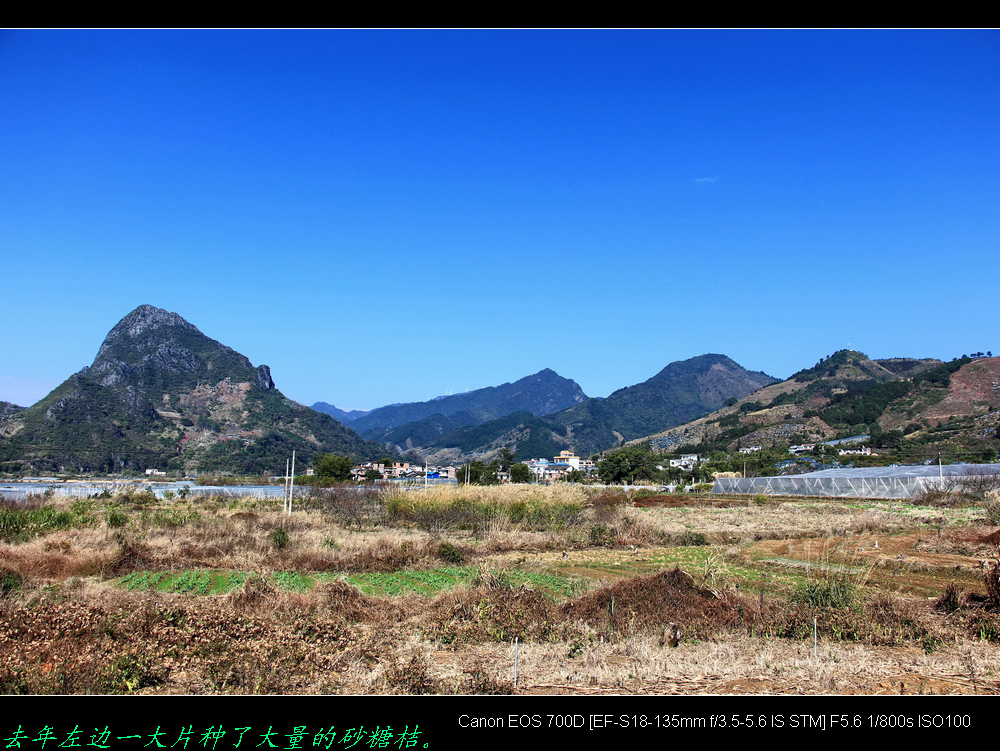 今年恭城的砂糖桔种植少好多了。857 / 作者:平安大叔 / 帖子ID:270089