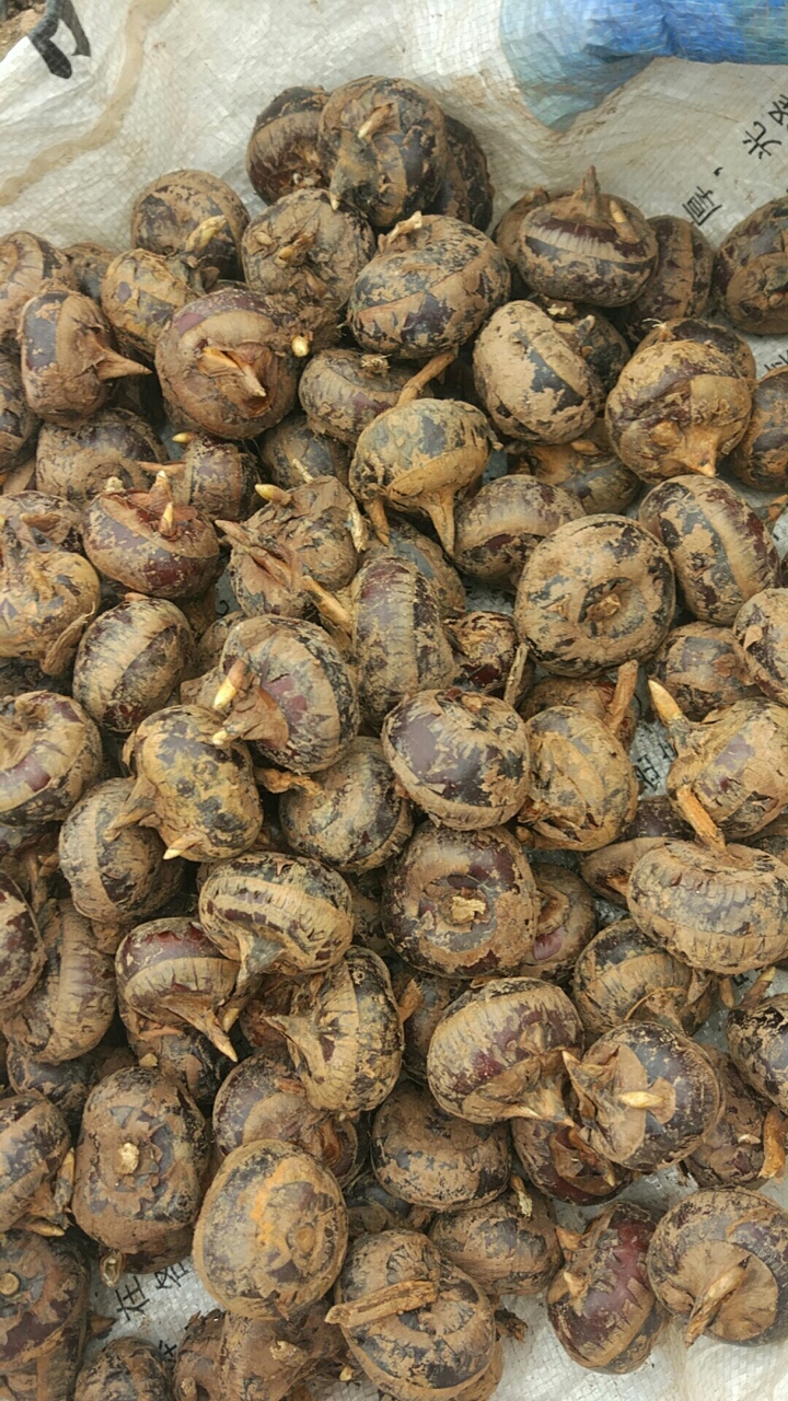 试试好吃的马蹄糕863 / 作者:茶语时光恭城店 / 帖子ID:270240