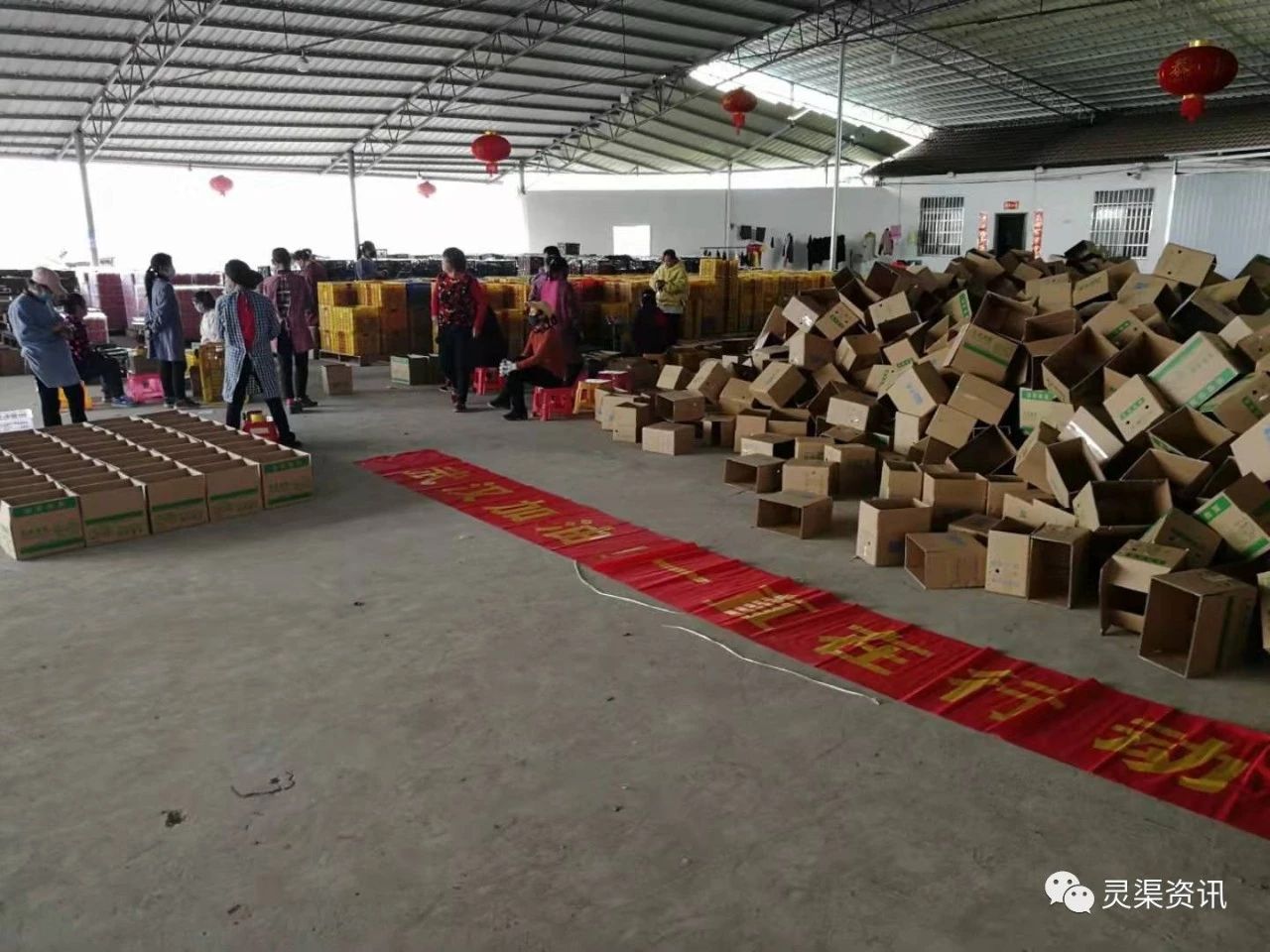 淘宝第一主播薇娅直播销售桂林沙糖桔，100万斤被秒！186 / 作者:登山涉水 / 帖子ID:270599