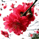 权威发布：恭城瑶族自治县新型冠状病毒肺炎疫情通告（2月22日）857 / 作者:平安大叔 / 帖子ID:270667