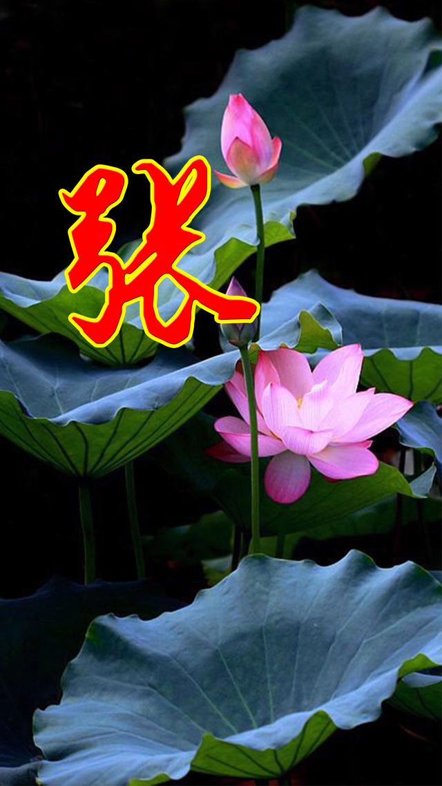 姓氏头像，是否有你，无奈，系统限于九张609 / 作者:梦里探花 / 帖子ID:270826