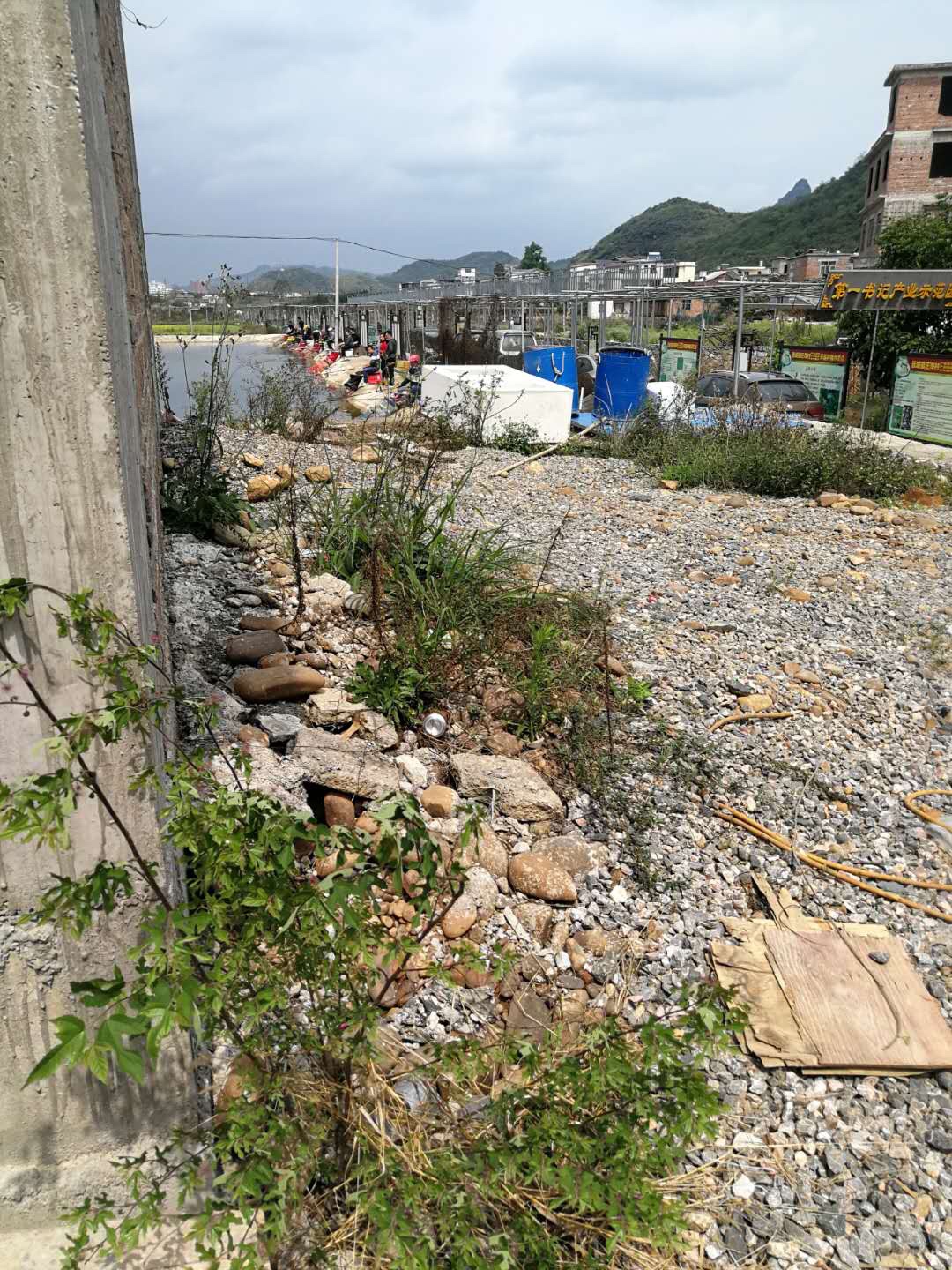 疫情过了吗？庄埠村钓鱼场好多人在钓鱼额913 / 作者:丁侦球 / 帖子ID:270827