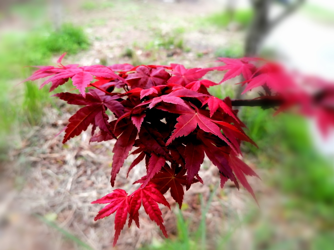 花样宜居城。413 / 作者:悠闲 / 帖子ID:270956
