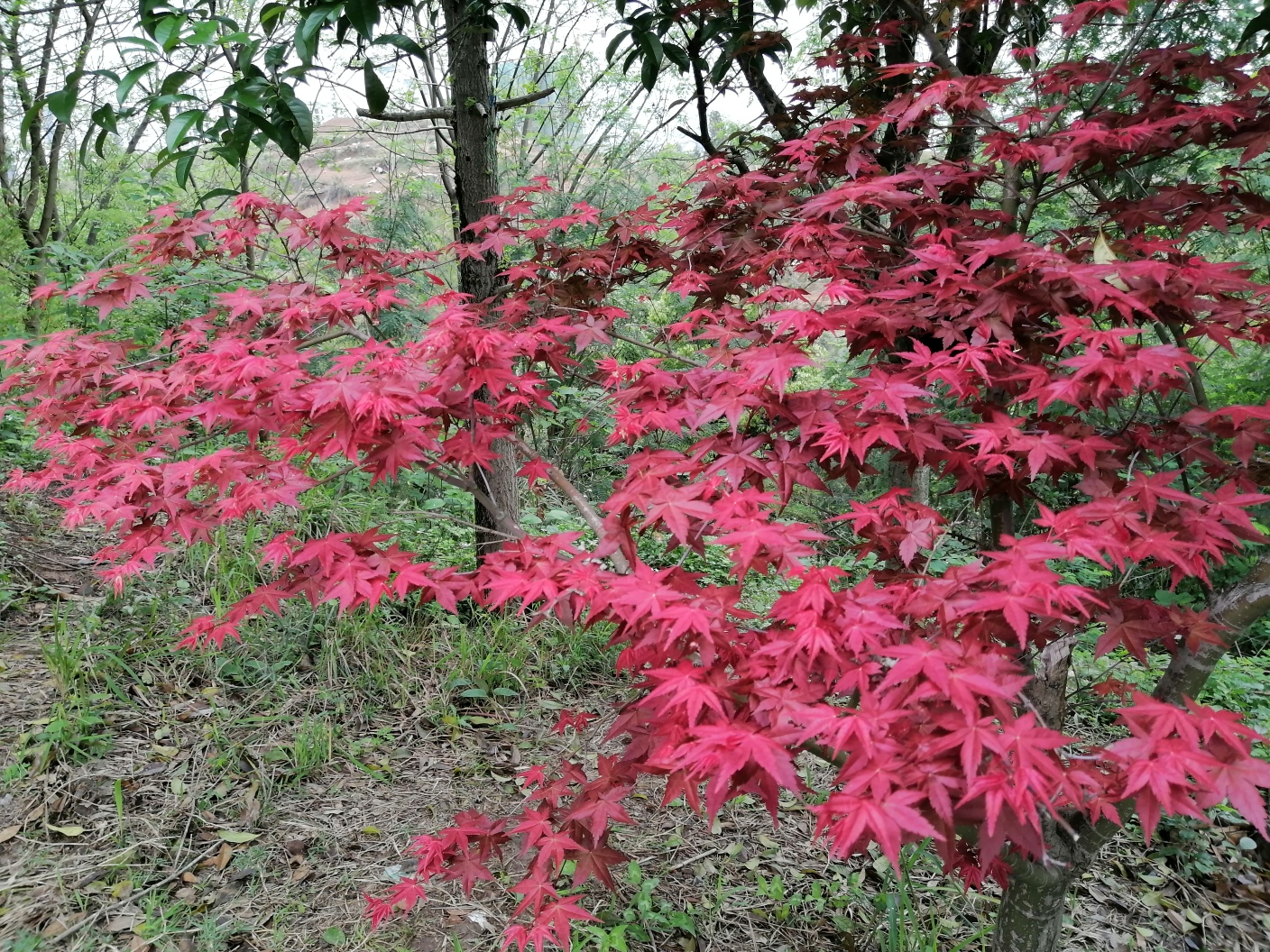 花样宜居城。551 / 作者:悠闲 / 帖子ID:270956