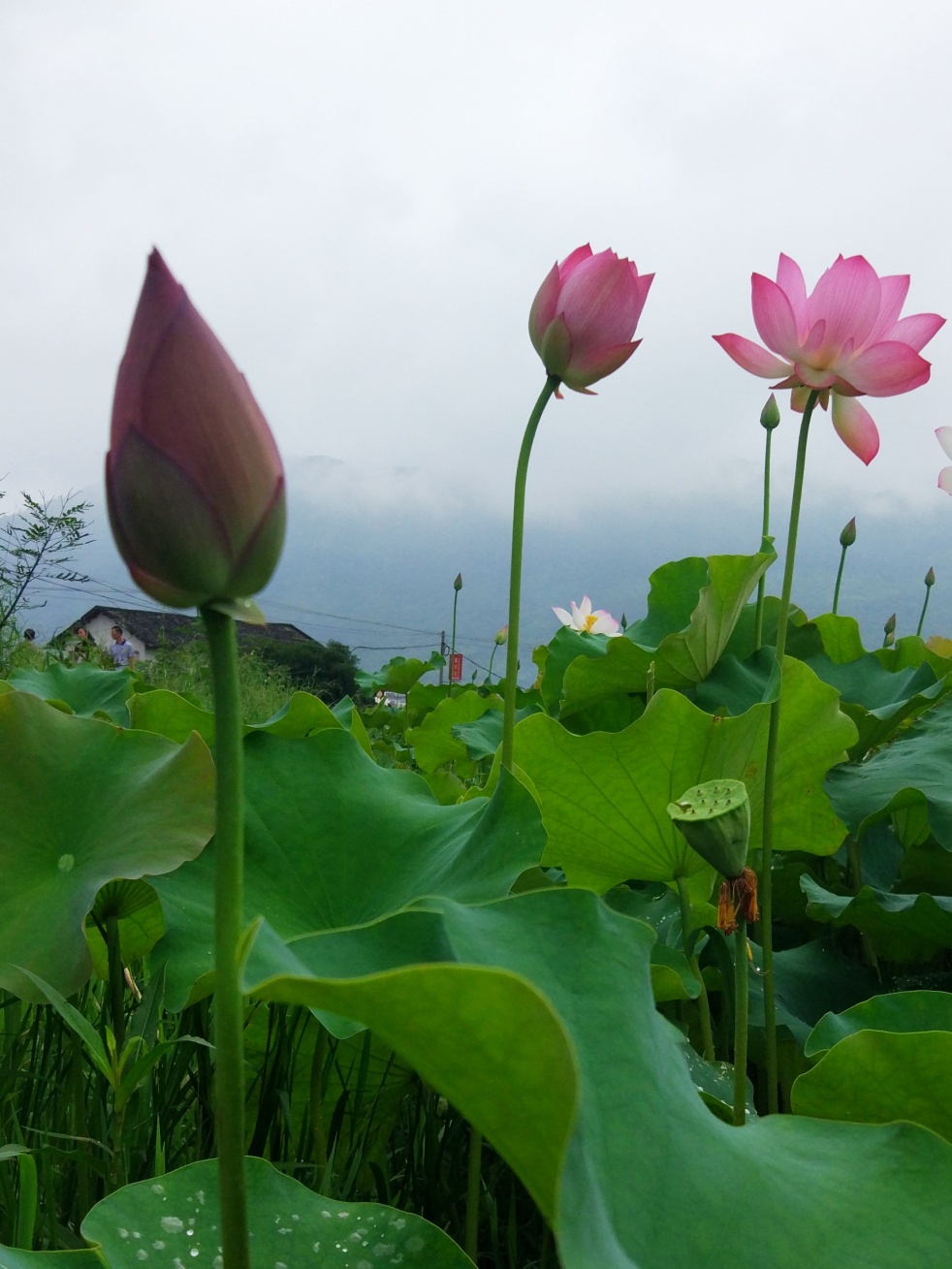 花样宜居城。19 / 作者:悠闲 / 帖子ID:270956