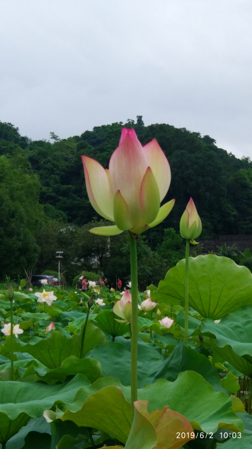 花样宜居城。109 / 作者:悠闲 / 帖子ID:270956