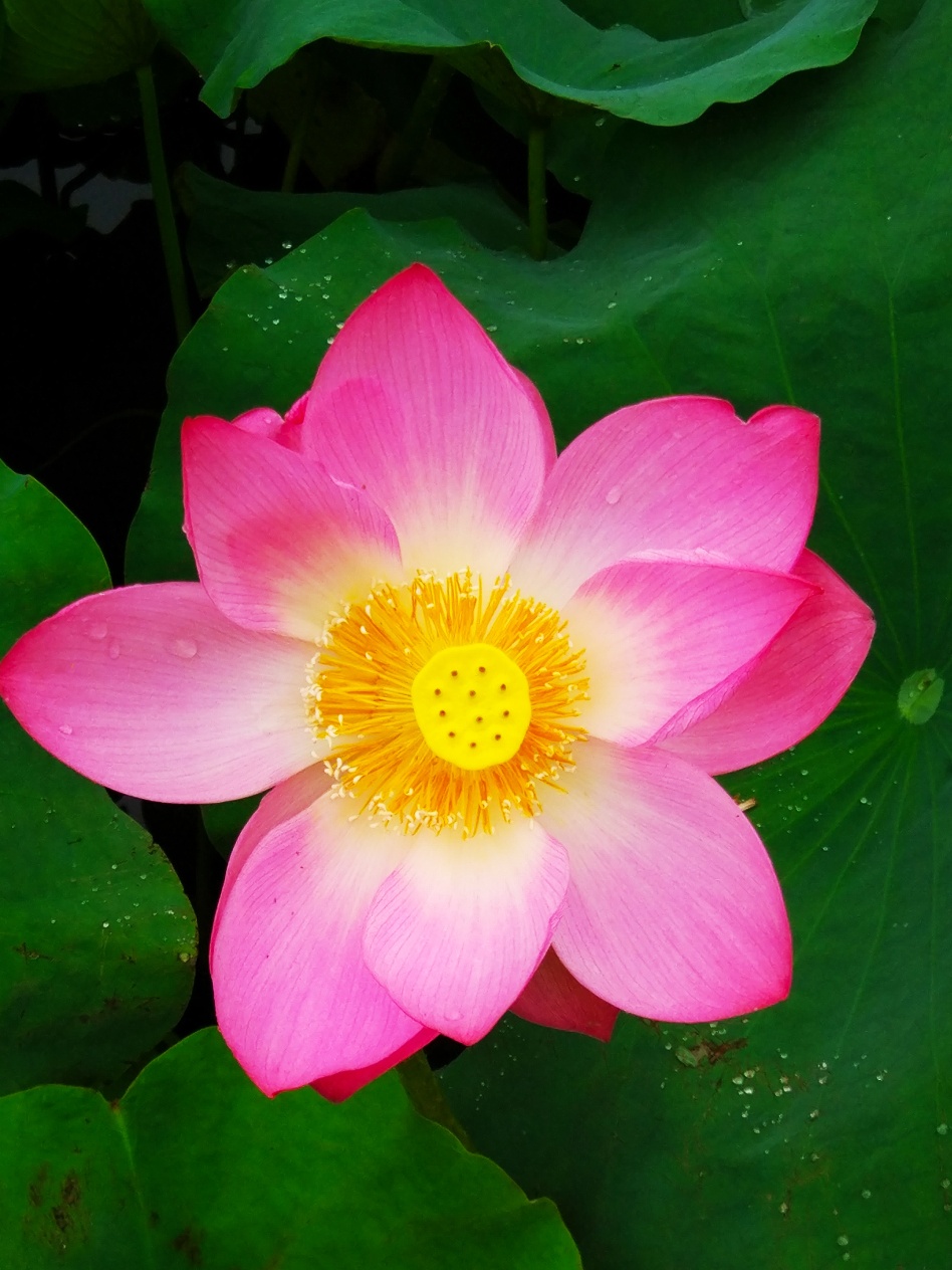 花样宜居城。816 / 作者:悠闲 / 帖子ID:270956