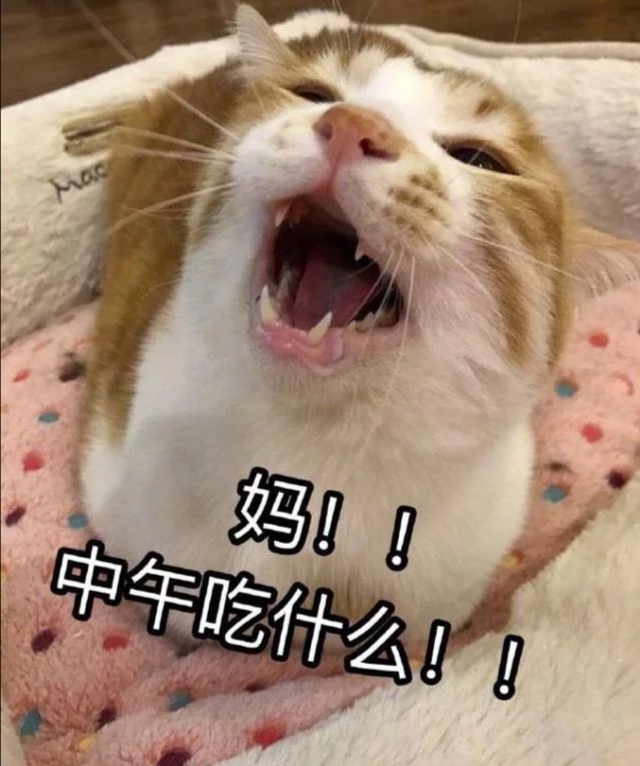 夏天吃这个，可以吃三大碗！！！50 / 作者:呆桃 / 帖子ID:271876