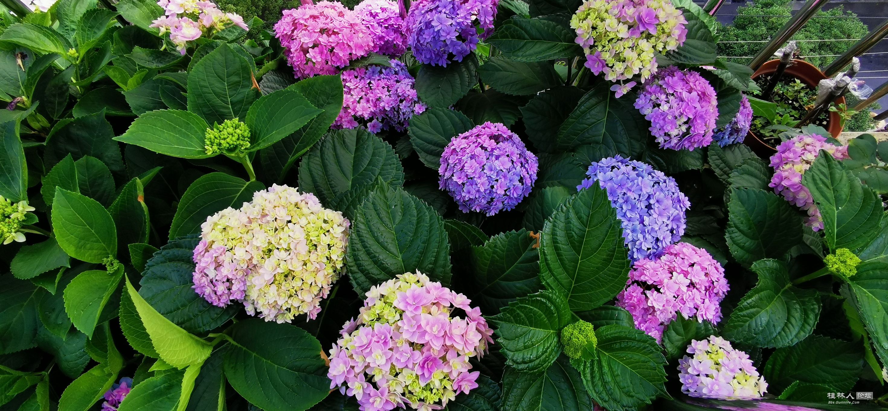 最适合桂林阳台、露台党种植花卉——绣球986 / 作者:Killua / 帖子ID:272050