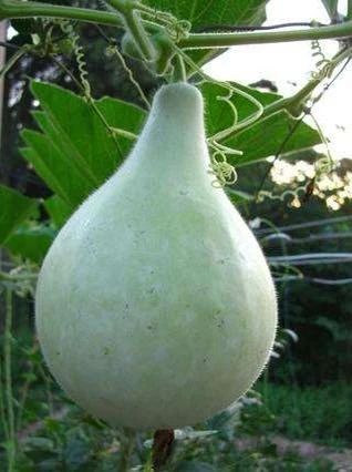 可怕！这道夏天常吃的菜，把浙江4岁孩子送进医院抢救！191 / 作者:普通人物怨 / 帖子ID:272207