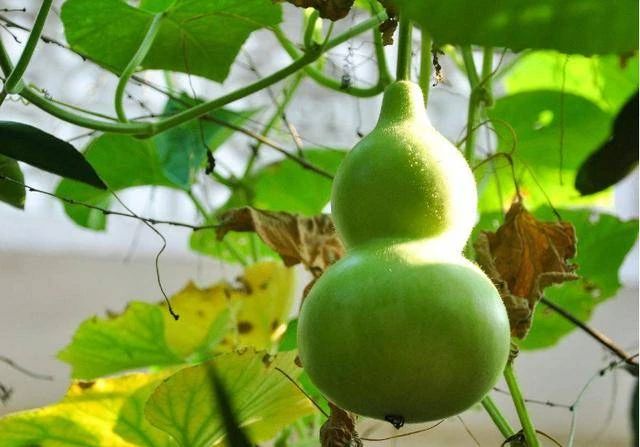 可怕！这道夏天常吃的菜，把浙江4岁孩子送进医院抢救！353 / 作者:普通人物怨 / 帖子ID:272207