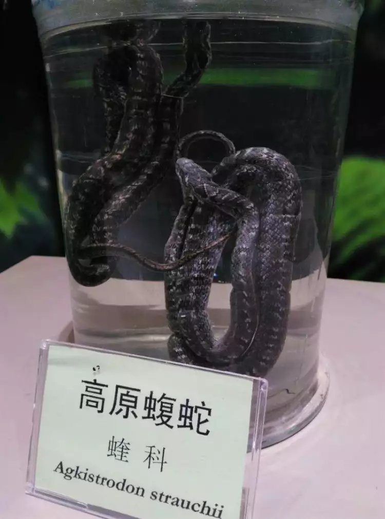 发点之前在宁夏六盘山国家森林公园博物馆的图736 / 作者:forregistuse / 帖子ID:272362