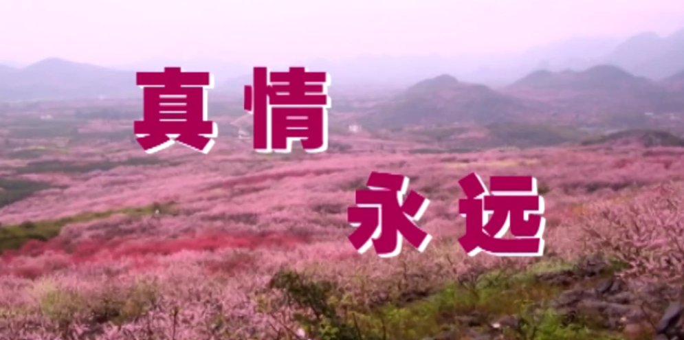 真情永远--栗木锡矿高一,高九班718 / 作者:恭城盛唐广告 / 帖子ID:272591