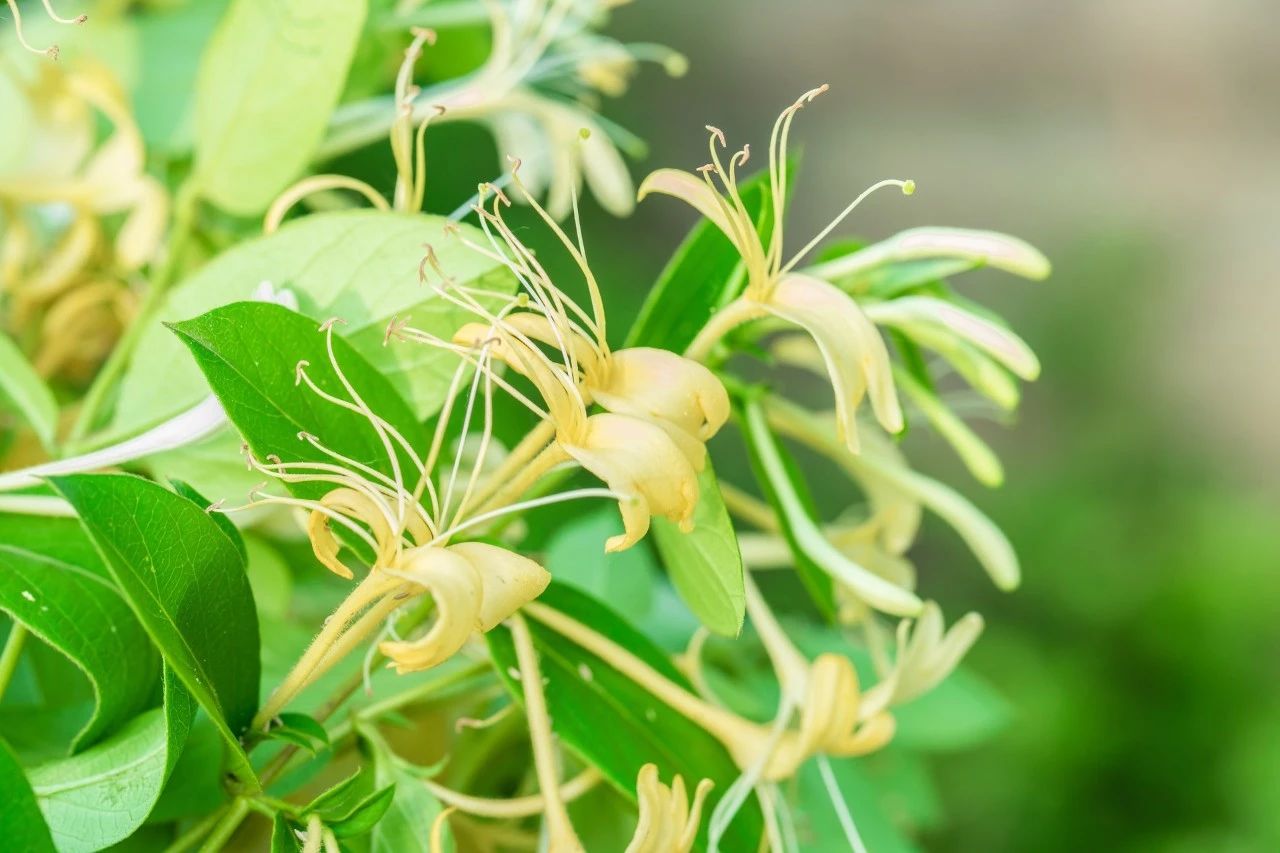清热就喝金银花茶？养生茶不能随意喝，喝错反而伤身！702 / 作者:YKJNzVqH / 帖子ID:273048