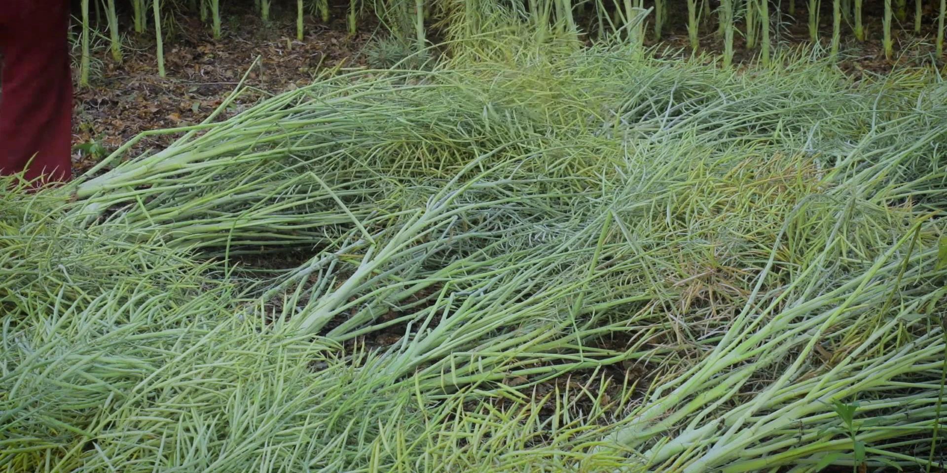 李子柒：油菜丰收季，用新榨的菜籽油做一桌香喷喷的风味小食437 / 作者:向向Angel / 帖子ID:273067