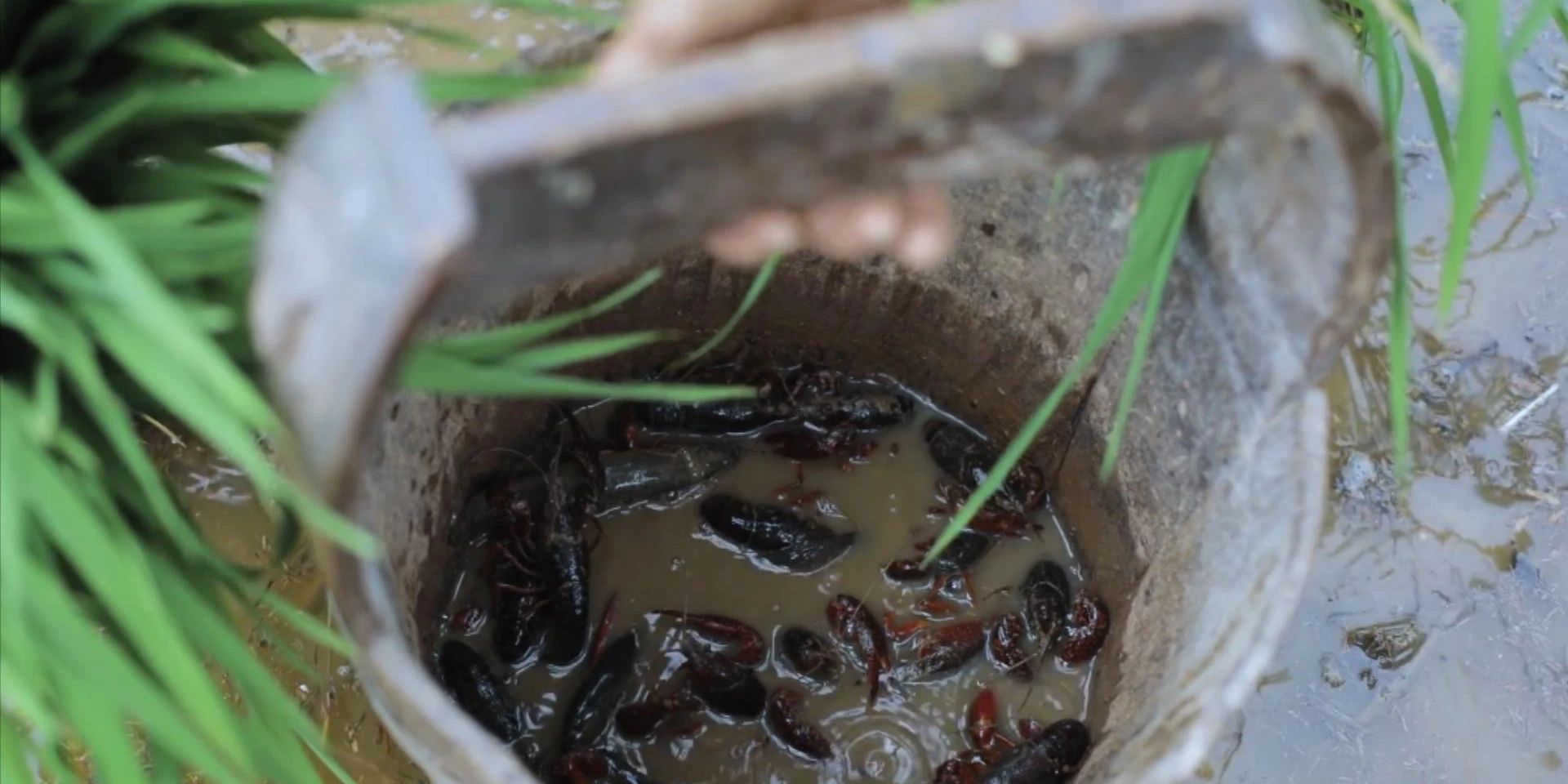 李子柒：油菜丰收季，用新榨的菜籽油做一桌香喷喷的风味小食74 / 作者:向向Angel / 帖子ID:273067