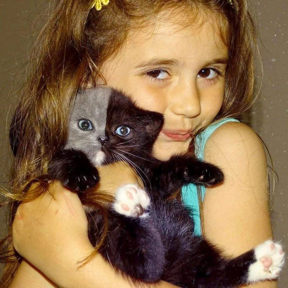 世界上最罕见的双面猫喜当爹！幼崽精准遗传，网友：看出来是亲生的639 / 作者:温柔老虎 / 帖子ID:273459