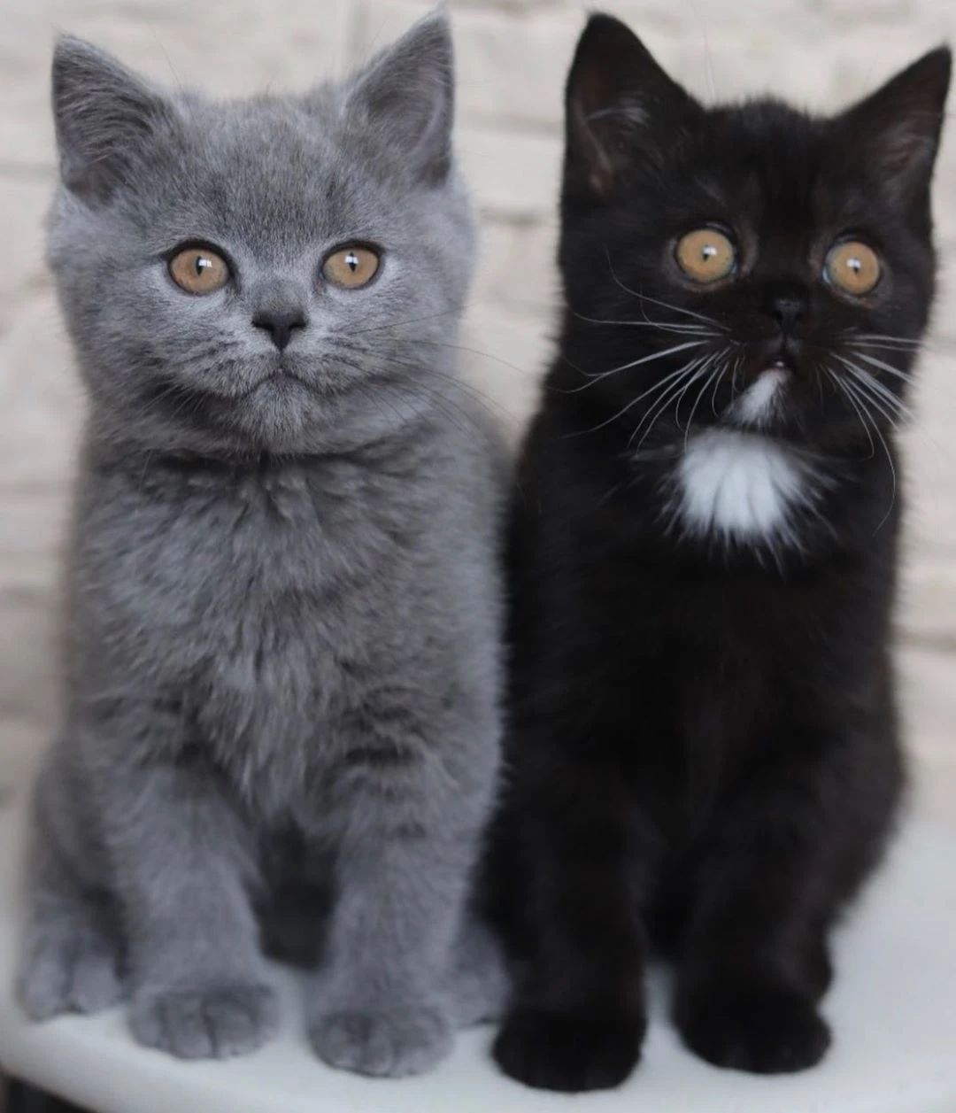 世界上最罕见的双面猫喜当爹！幼崽精准遗传，网友：看出来是亲生的855 / 作者:温柔老虎 / 帖子ID:273459