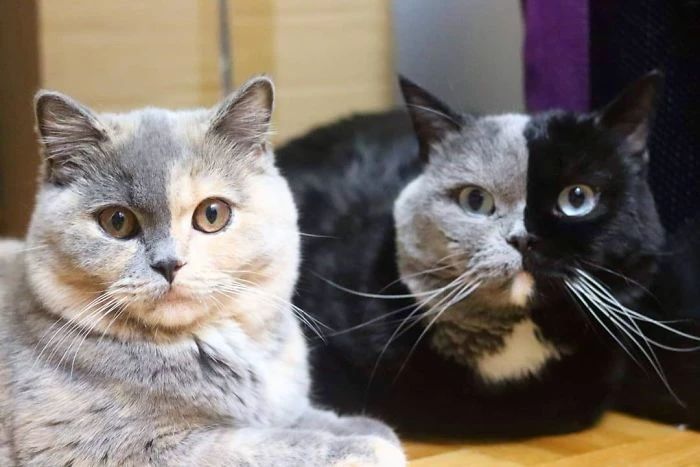 世界上最罕见的双面猫喜当爹！幼崽精准遗传，网友：看出来是亲生的651 / 作者:温柔老虎 / 帖子ID:273459