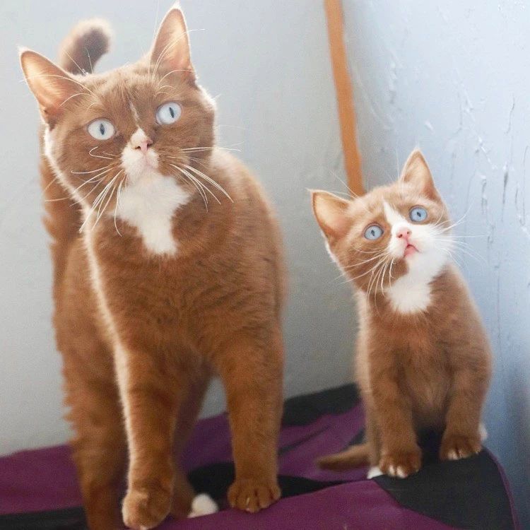 世界上最罕见的双面猫喜当爹！幼崽精准遗传，网友：看出来是亲生的954 / 作者:温柔老虎 / 帖子ID:273459