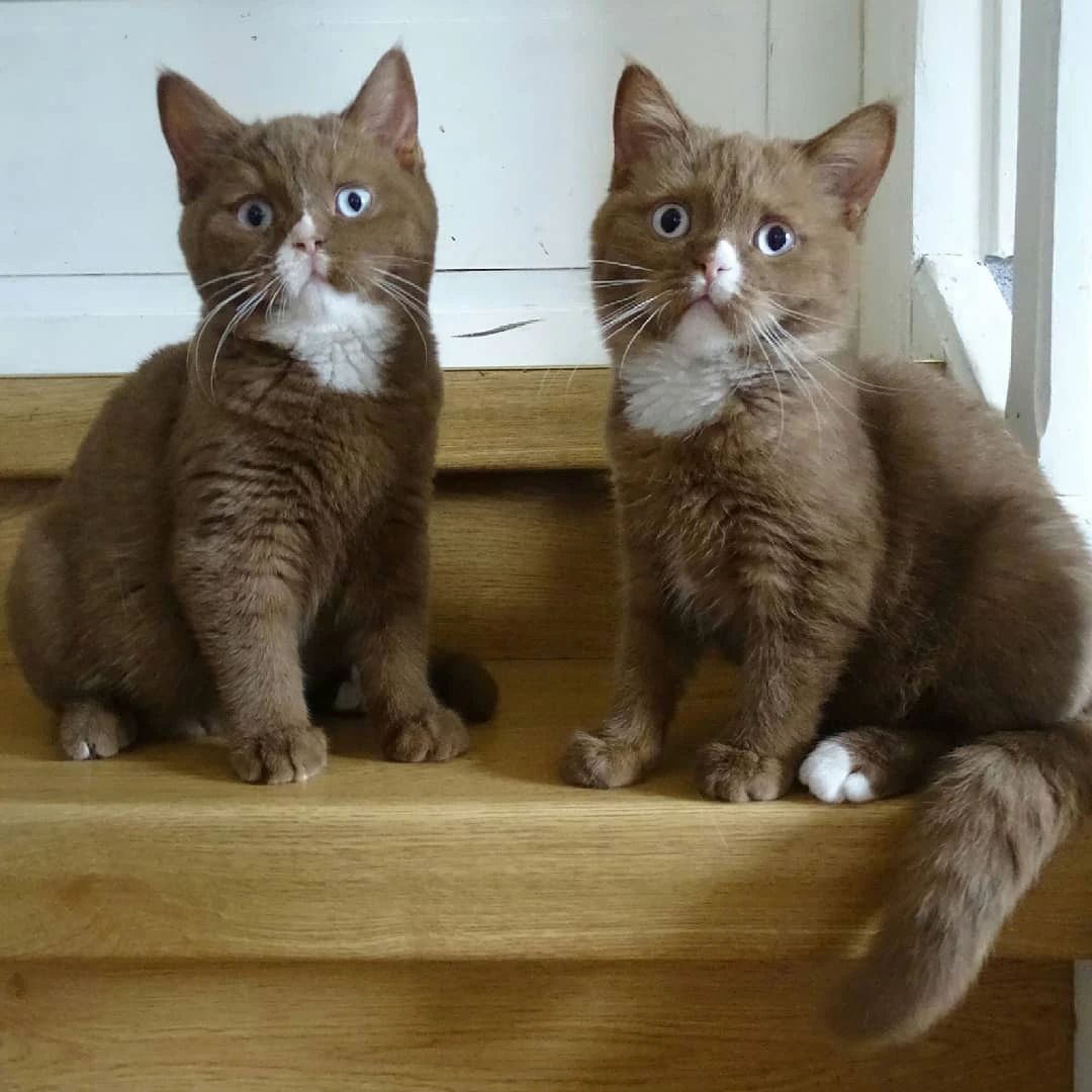 世界上最罕见的双面猫喜当爹！幼崽精准遗传，网友：看出来是亲生的302 / 作者:温柔老虎 / 帖子ID:273459