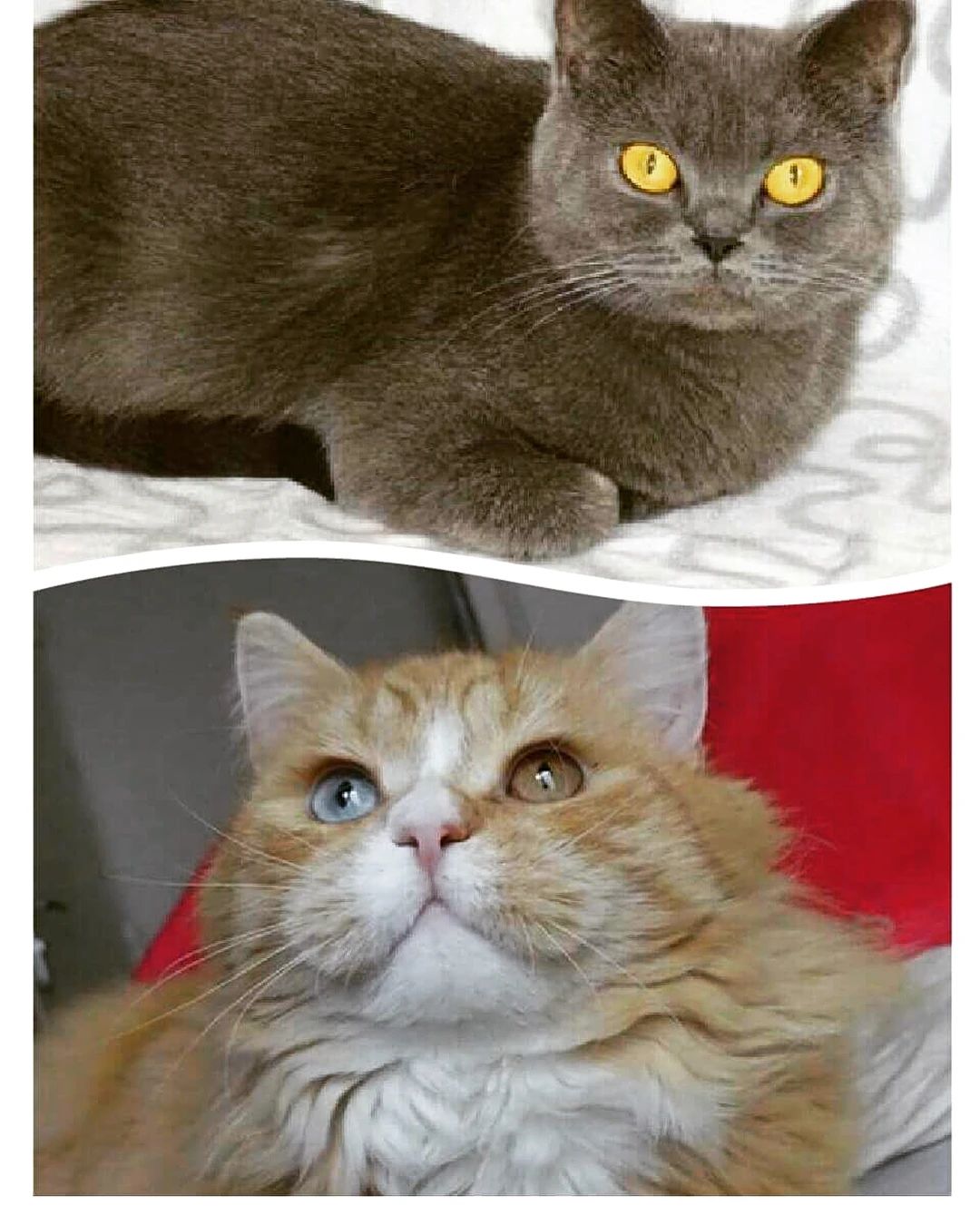 世界上最罕见的双面猫喜当爹！幼崽精准遗传，网友：看出来是亲生的668 / 作者:温柔老虎 / 帖子ID:273459