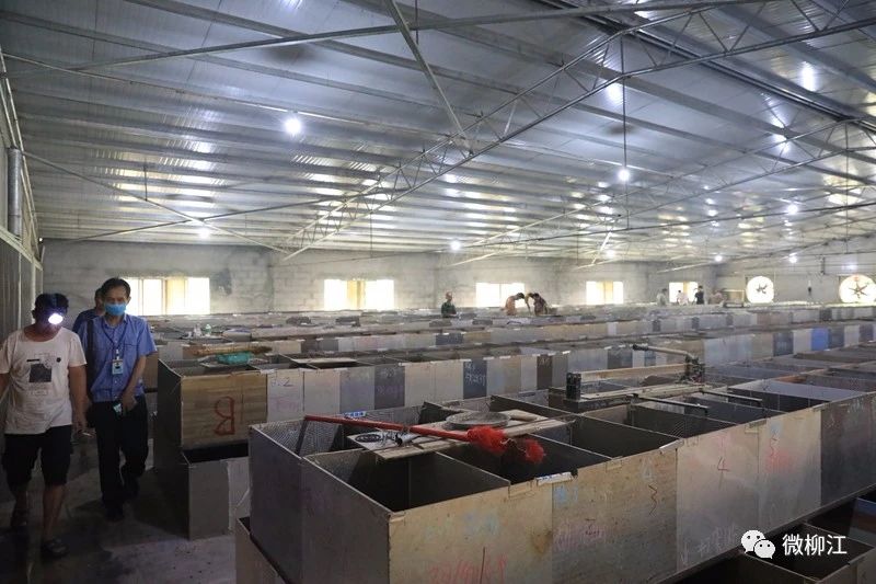 再见了，竹鼠！柳江区14万只竹鼠正式下架，每只补偿180元！795 / 作者:普通人物怨 / 帖子ID:273536
