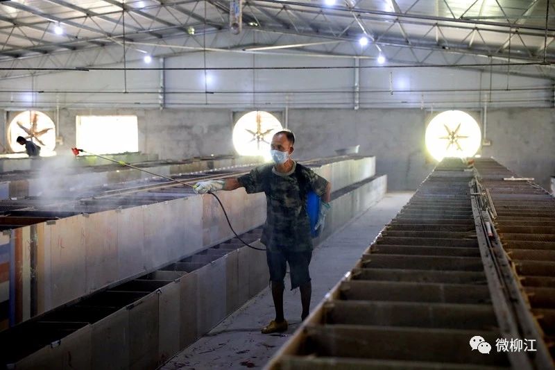 再见了，竹鼠！柳江区14万只竹鼠正式下架，每只补偿180元！234 / 作者:普通人物怨 / 帖子ID:273536