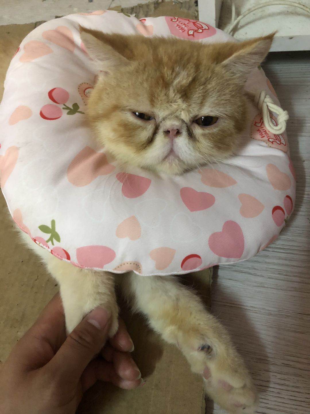 需找一只黄白加菲猫，经常在县医院陡坡活动50 / 作者:恭城520小奈姐姐 / 帖子ID:273596