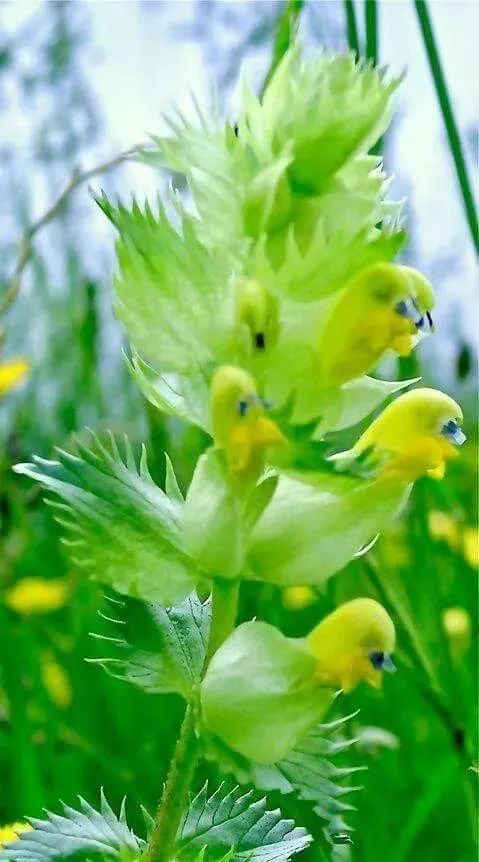非常罕见的花！感受一下神奇的大自然849 / 作者:kevinbe888 / 帖子ID:273872