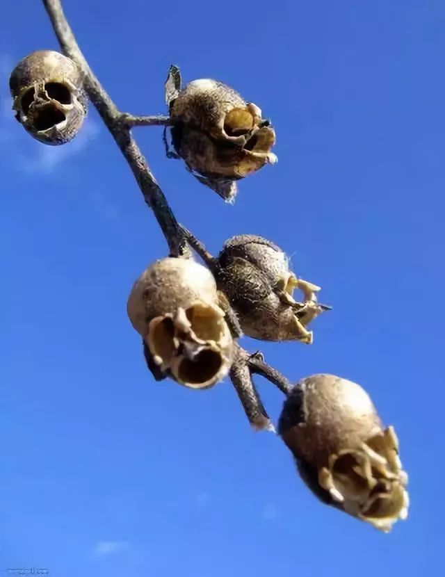 非常罕见的花！感受一下神奇的大自然597 / 作者:kevinbe888 / 帖子ID:273872
