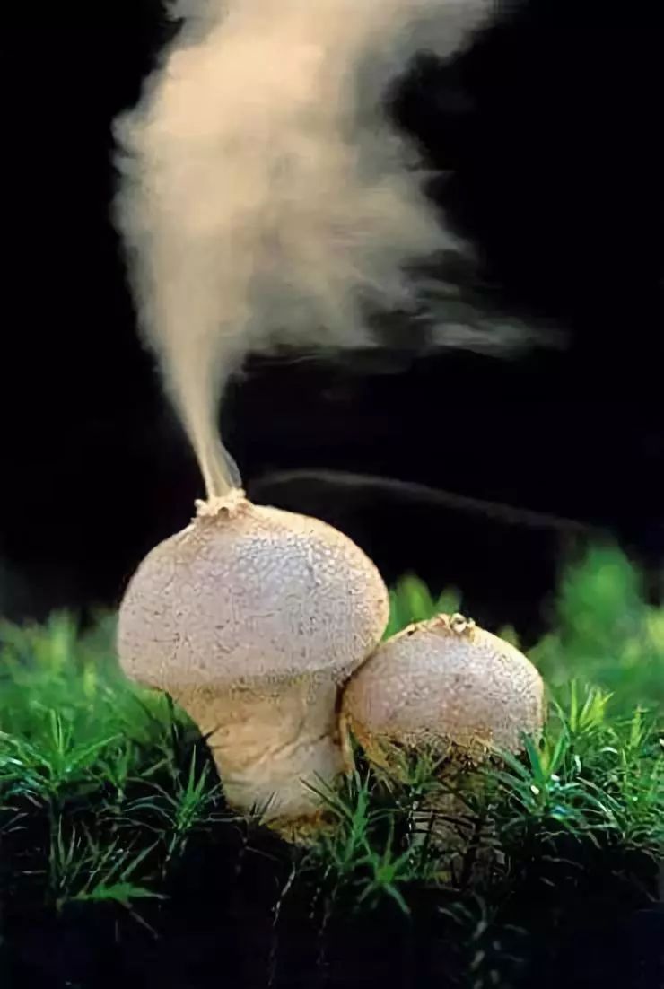 非常罕见的花！感受一下神奇的大自然565 / 作者:kevinbe888 / 帖子ID:273872