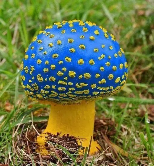 非常罕见的花！感受一下神奇的大自然667 / 作者:kevinbe888 / 帖子ID:273872