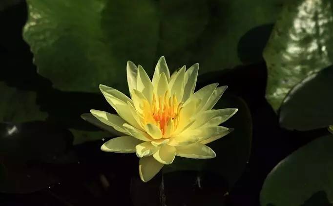 终于找齐了，最全55种莲花 ! 好看养眼！291 / 作者:雨云儿 / 帖子ID:274325
