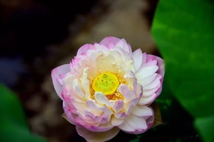 终于找齐了，最全55种莲花 ! 好看养眼！139 / 作者:雨云儿 / 帖子ID:274325