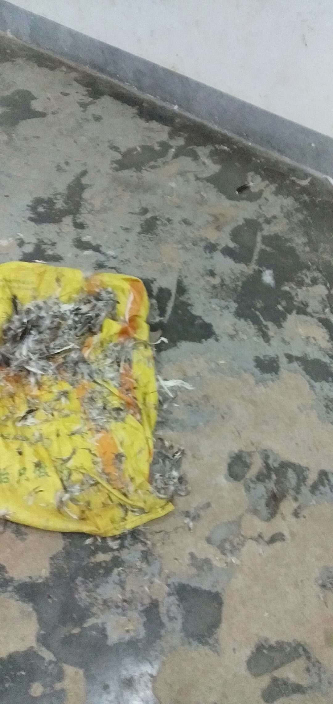 恶心，三男两女在西岭萝卜村小学教室住，起码住了有三四天....896 / 作者:给我闪 / 帖子ID:275036