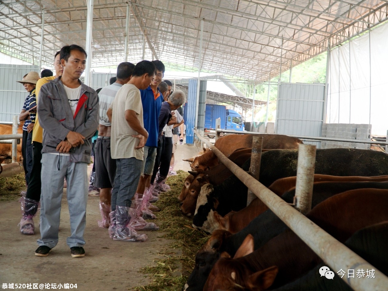 嘉会镇：发展肉牛养殖产业 助推脱贫攻坚638 / 作者:论坛小编04 / 帖子ID:275677