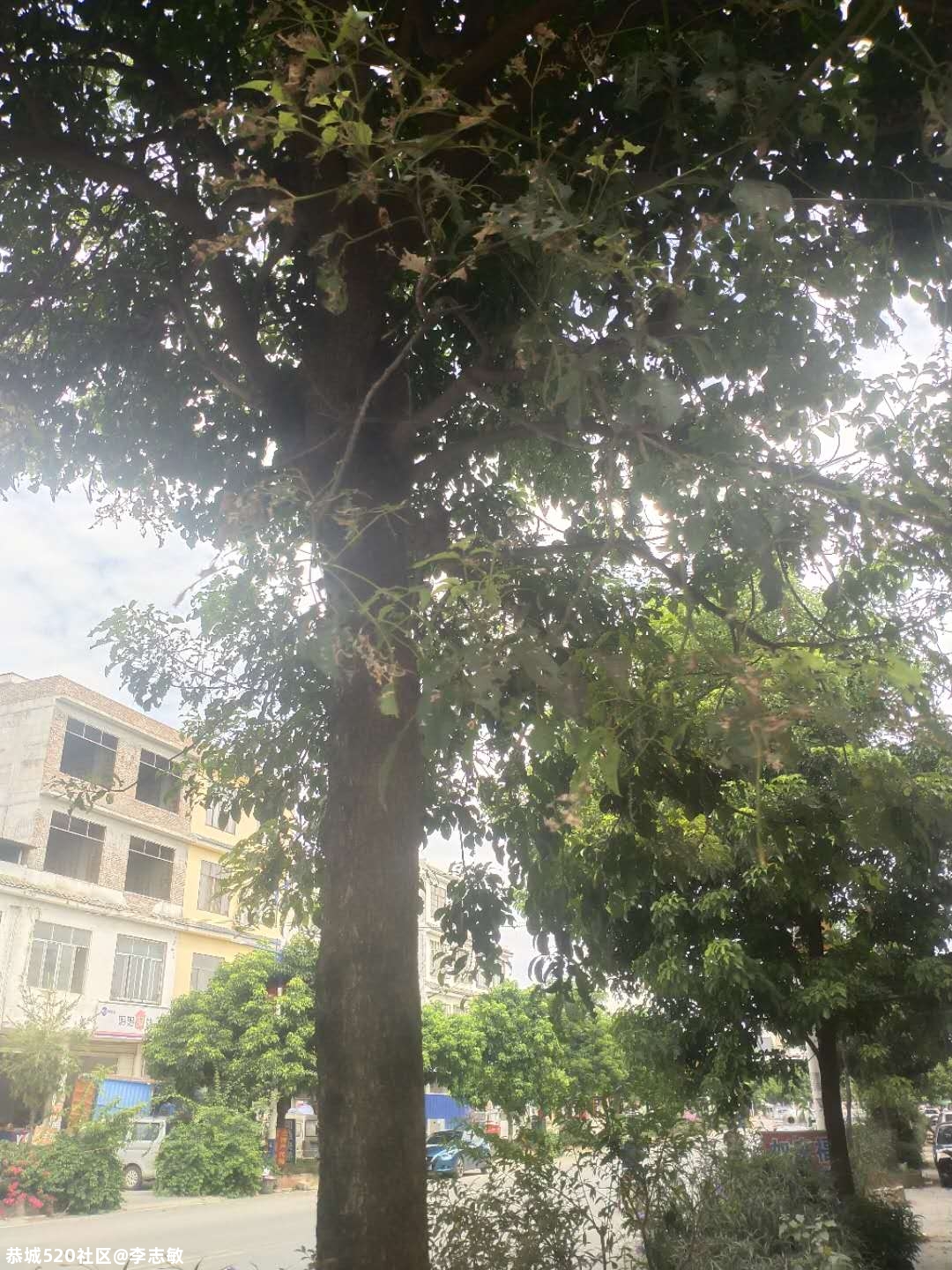 莲花田厂十字路上恭城这段路毛毛虫都成灾了，有人管吗743 / 作者:李志敏 / 帖子ID:275705