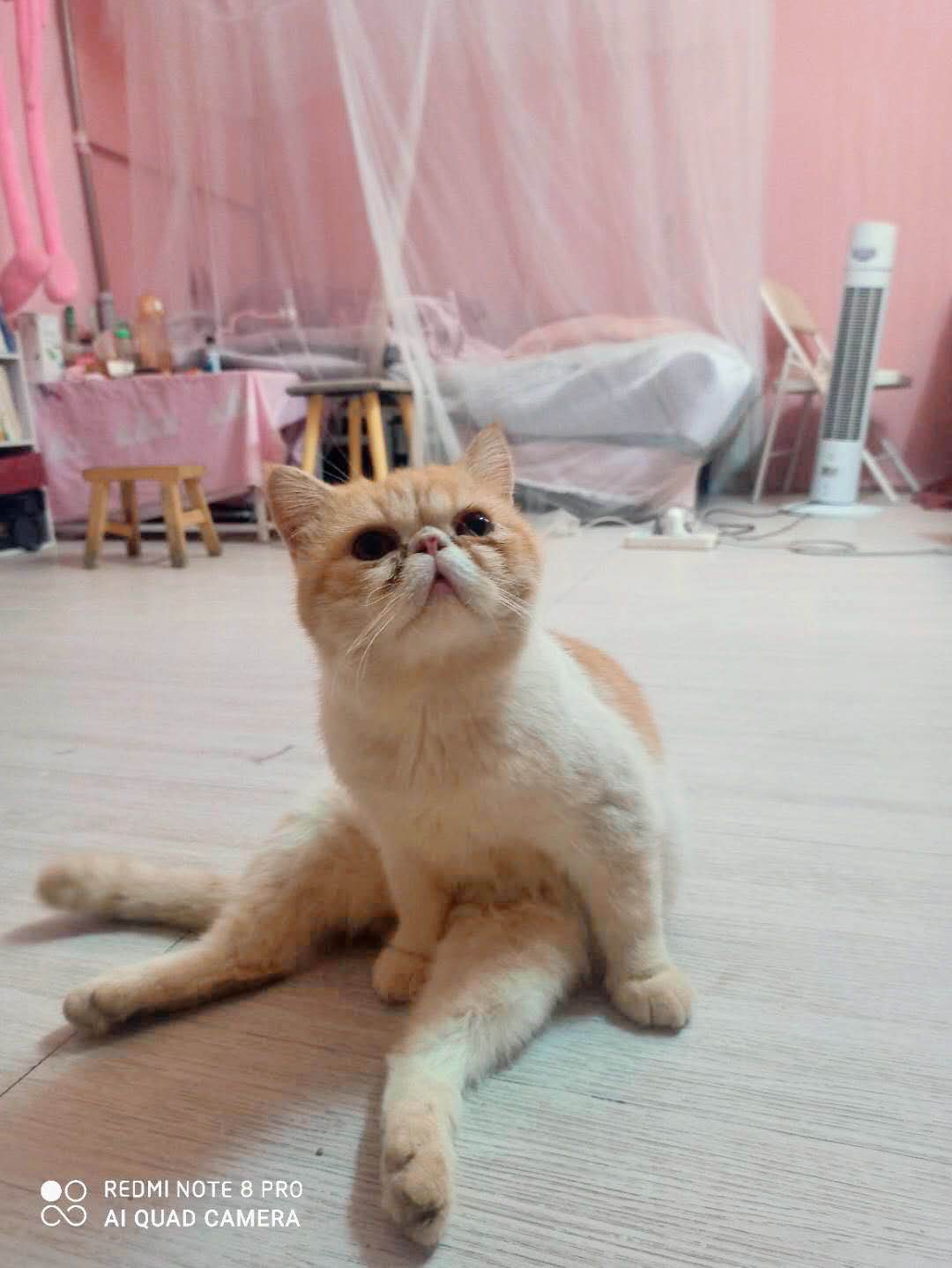 介绍一只小可爱374 / 作者:恭城520小奈姐姐 / 帖子ID:276579