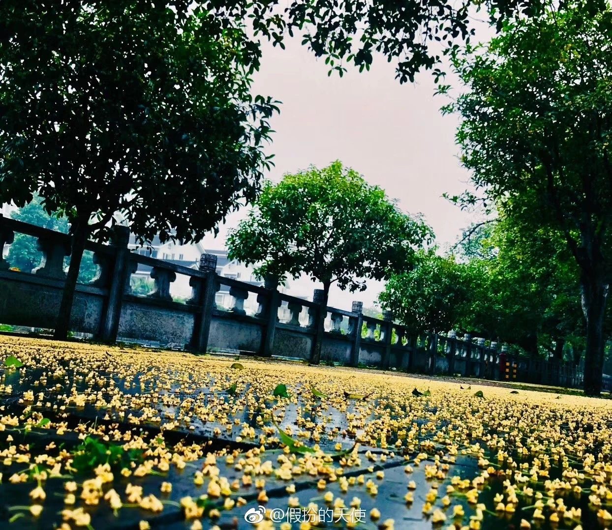 今天，央视将向全世界直播推介桂林，恭城站在内，想低调都难！117 / 作者:普通人物怨 / 帖子ID:277829